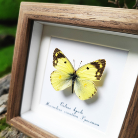 蝴蝶标本装饰画桌面摆件真昆虫，墙挂画实木相框居家送闺蜜实用礼物