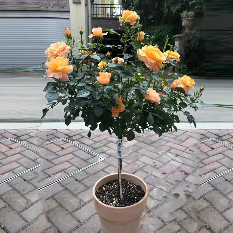 棒棒糖月季果汁阳台带花苞树形玫瑰花苗树桩花卉四季好养开花植物