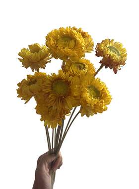 【带杆子麦杆菊】组合干花 麦杆菊 小邹菊 家居装饰摆设 花束礼品