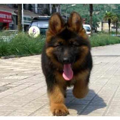 纯种德国牧羊犬德牧幼犬 德国牧羊犬活体 黑背军犬警犬看家大狼狗