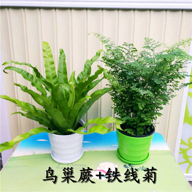 蕨类创意盆栽鸟巢厥波斯狼尾厥铁线厥水培办公室背景四季常青植物