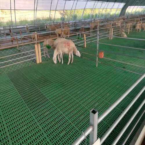 羊床漏粪地板 塑料羊床图片 双筋加厚易清洗羊产床 波尔山羊漏粪