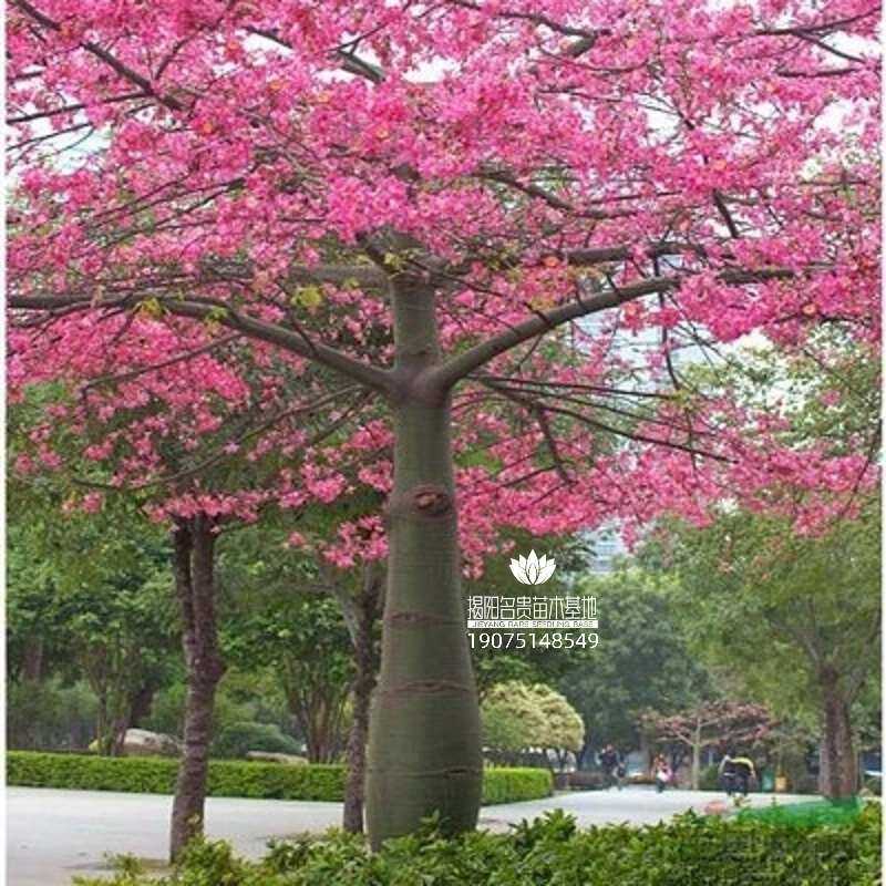 彩色树苗 绿化树苗 大腹木棉苗 大腹木棉树苗 广东发货