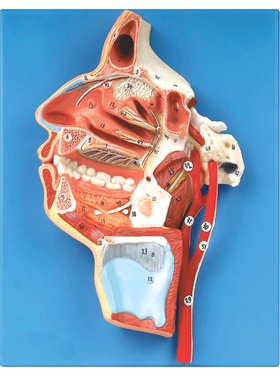 口、鼻、咽、喉内侧面血管神经模型/人脑神经血管模型GD/A18108
