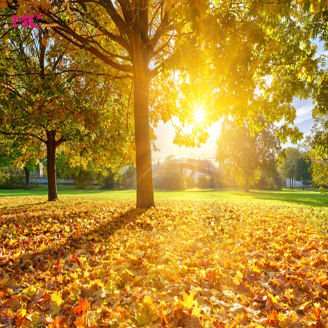 mycolor8 婚纱影楼 摄影背景 秋天风景 枫叶 素材图片14-201