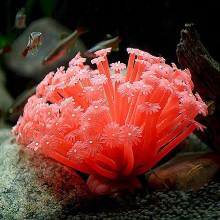 高仿真带花海葵 软体硅胶海葵珊瑚水母海星 鱼缸造景水族箱装饰