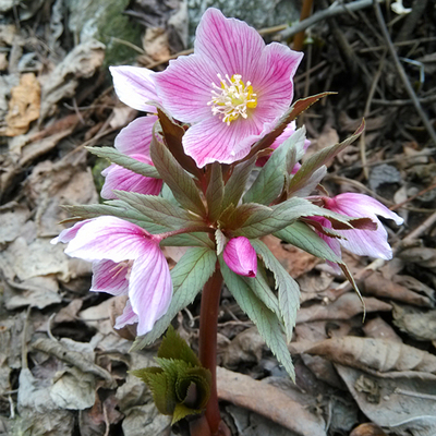 耐寒铁筷子花阳台庭院多年生花卉