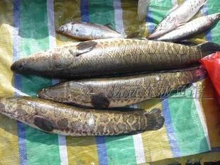 东北黑龙江抚远县特产纯江黑鱼财鱼乌鱼滋补4斤顺丰包邮