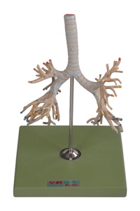 支气管树模型/解剖模型A13007