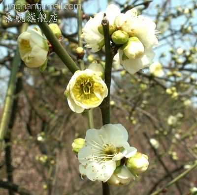 盆栽地栽庭院植物树苗绿梅花