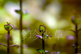 紫红圆叶,小圆叶,水草紫红圆叶(一枝)(100%自产)珍珍水草
