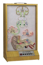 听觉传导电动模型/神经科教学模型/听觉传导展示GD/A18218