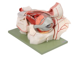 眼球与眼眶附血管神经放大模型/解剖模型A17105