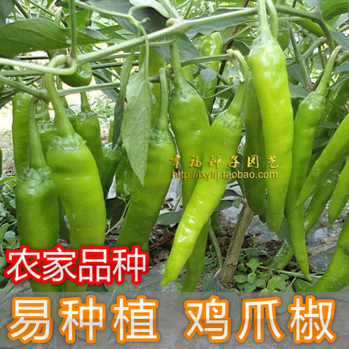 农家鸡爪保护永安吉林辣椒种子