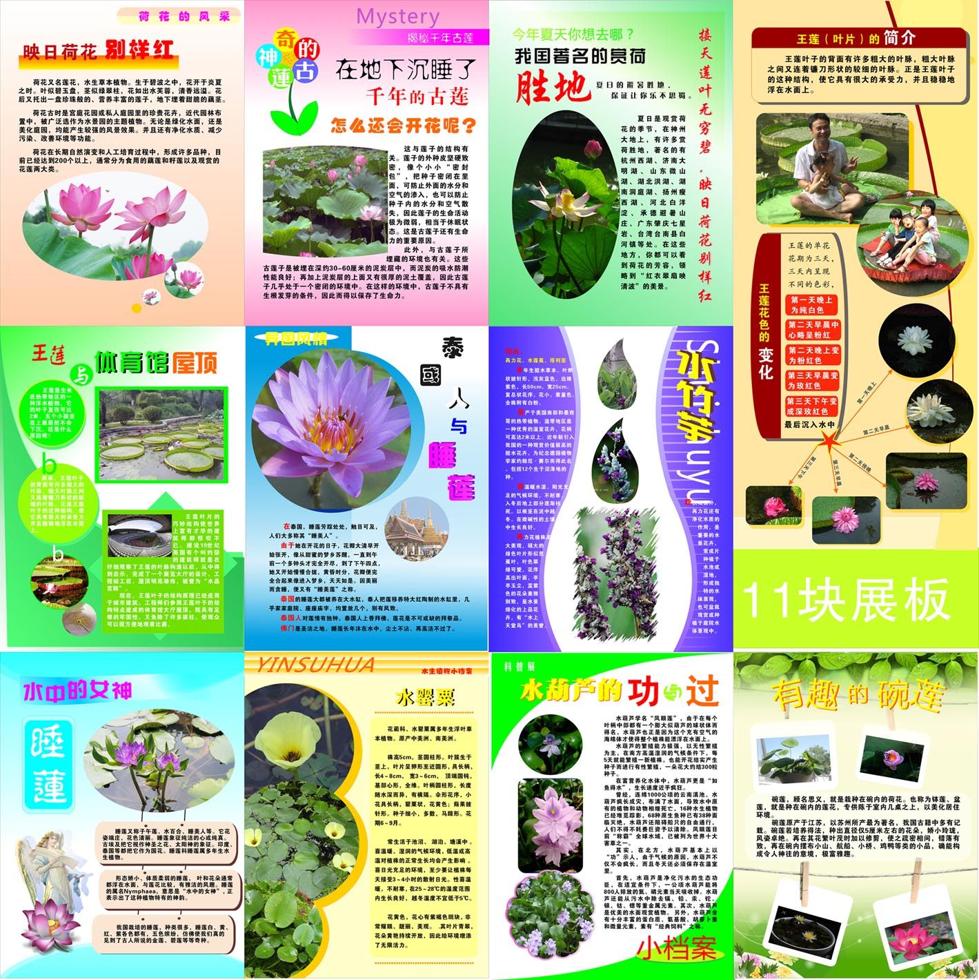 669海报印制展板素材645植物荷花睡水竹芋葫芦王莲简介