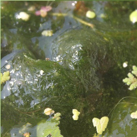 造景绿丝净化金鱼藻苦草水葫芦