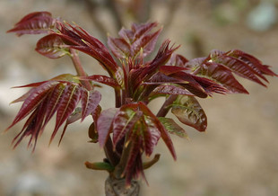 红油红油香椿树上蔬菜
