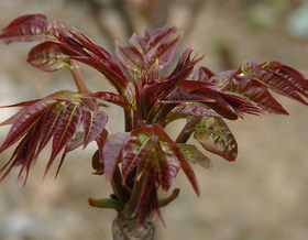 红油红油香椿树上蔬菜
