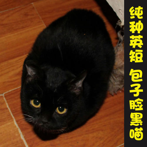 纯种齐全英国短毛猫