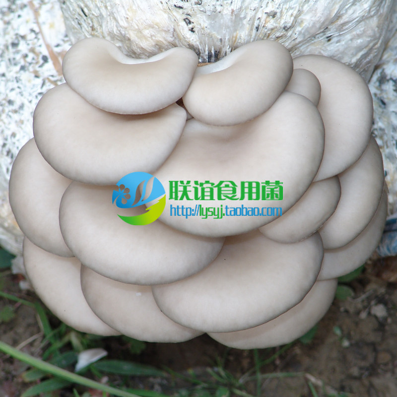 食用菌菌种 二级种 夏季乳白平菇优秀品种 【高温908】原种