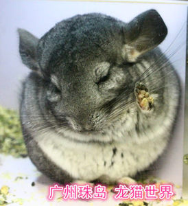 龙猫宝宝 紫基因标灰DD 一枚 紫灰基因 广州欢迎到店挑选