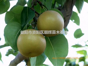 湖南果苗优质嫁接梨苗 金秋梨苗  厂家直销可混批包邮买二赠一