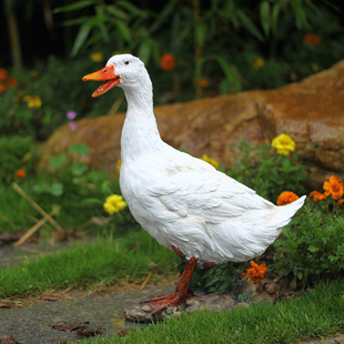 包邮 特价 花园动物雕塑鸭子摆件树脂工艺品摆设假山庭院装 饰品家鹅