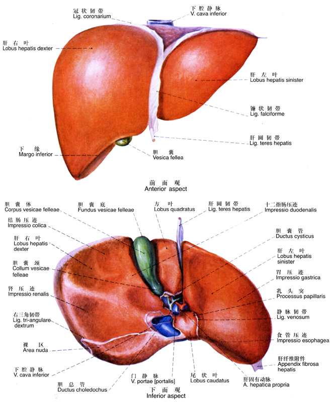 肝胆解剖图详细图高清图片