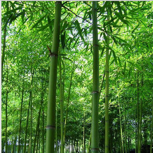 竹子苗竹苗清水淡竹青竹苗竹子树苗绿化围墙庭院观叶观茎植物