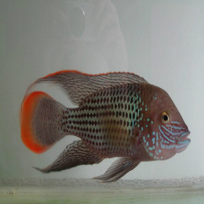 红尾皇冠 玉面皇冠鱼观赏鱼