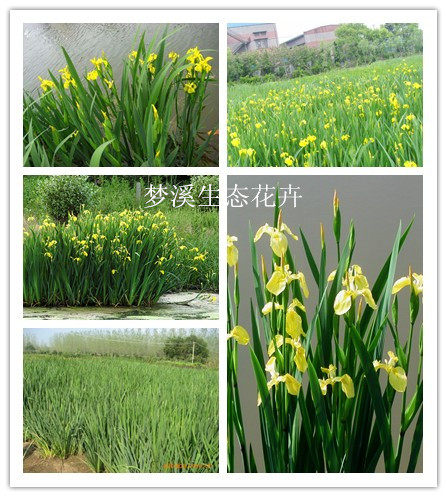 水生花卉 黄菖蒲水生植物湿地绿化荷塘浮岛种植 盆栽净水观花植物