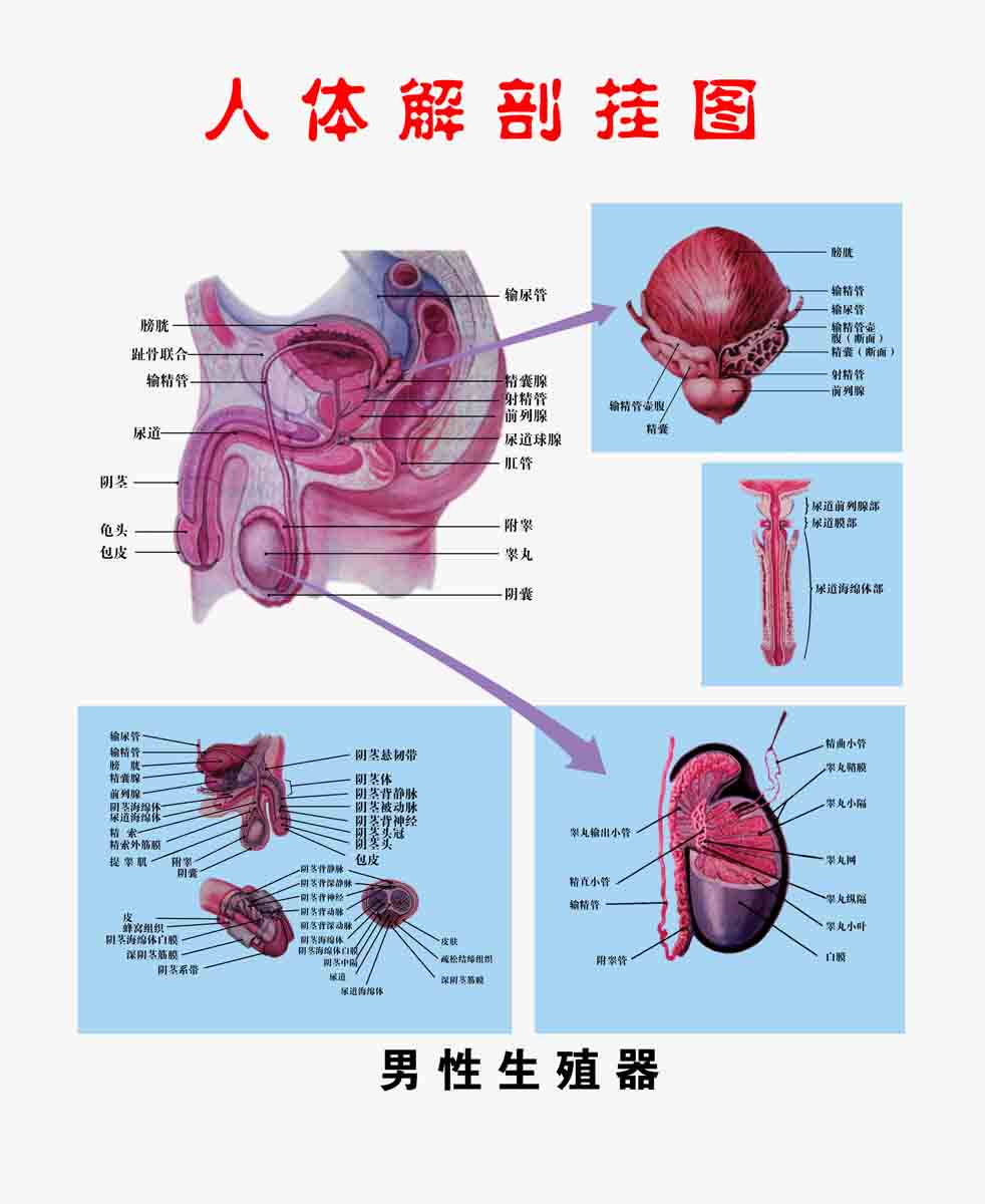 海报印制305素材人体器官展板96男性解剖图 ps 非高清图