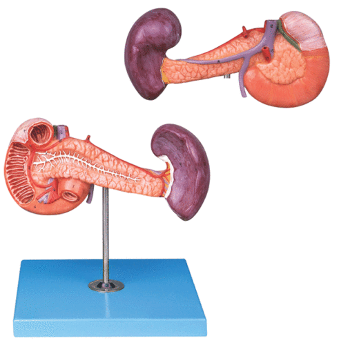 胰、十二指肠和脾模型/腹腔干、肝门静脉等血管解剖模型GD/A12004
