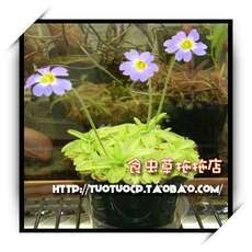 насекомоядное растение