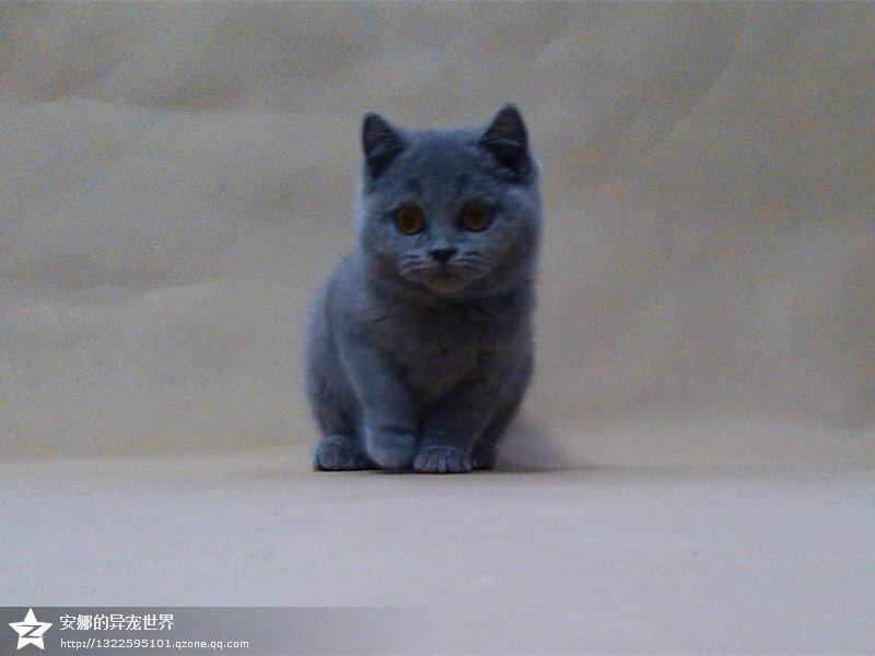 全蓝色英国短毛猫 蓝猫公猫 cfa血统dd  宠物猫 大眼大腮宽额头