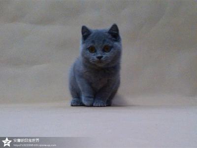 全蓝色英国短毛猫 蓝猫公猫 CFA血统DD  宠物猫 大眼大腮宽额头