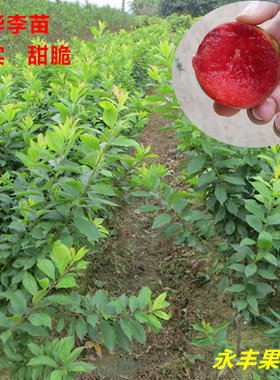 包邮果树苗银妃早熟晚熟李子苗