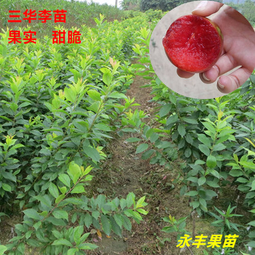 包邮果树苗银妃早熟晚熟李子苗