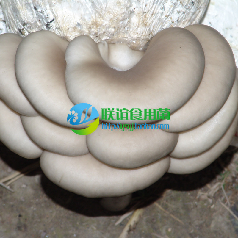 食用菌 菌种 二级种 秋冬浅白平菇 优质品种 【天达85号】原种