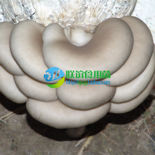 食用菌二级秋冬浅白优质品种天达