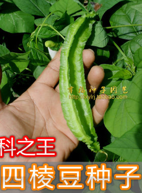 【四棱豆种子】杨桃四角豆翼容易