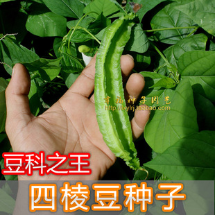 【四棱豆种子】 杨桃豆 四角豆 翼豆种子 种植容易 春夏秋播种