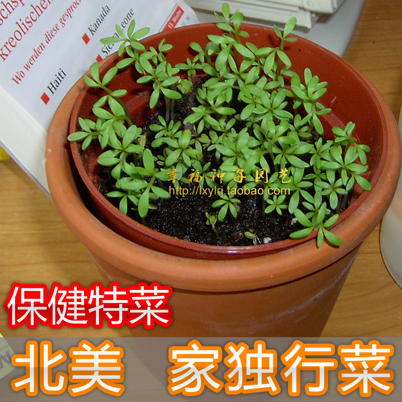 【北美家独行菜】野菜特菜英菜保健蔬菜种子辣辣菜胡椒草芥荠-封面