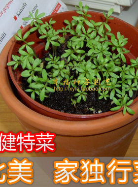 北美保健胡椒蔬菜种子