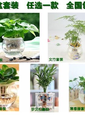 1件包邮 多款水培植物整套 水培绿萝吊兰 套餐