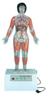 解剖模型A16005 小循环演示仪 微电脑人体心动周期与大