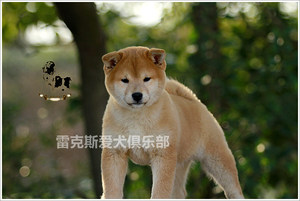 亚宠展全场后备冠军RBIS日本柴犬豆豆的赛级宝宝3MM低价出售