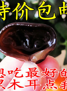 野生东北无根2件包邮小碗耳