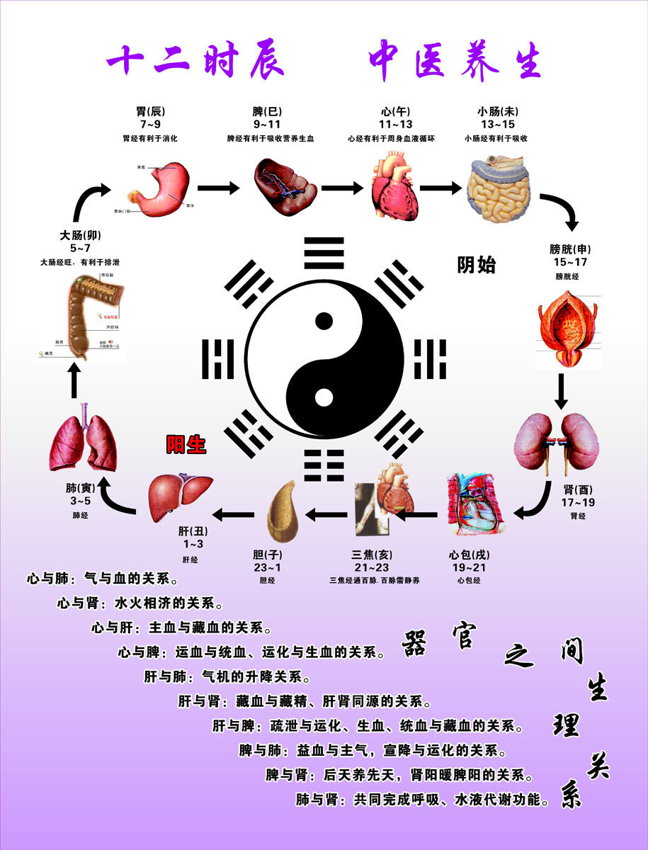 海报印制350养生展板素材1281十二时辰 中医养生图