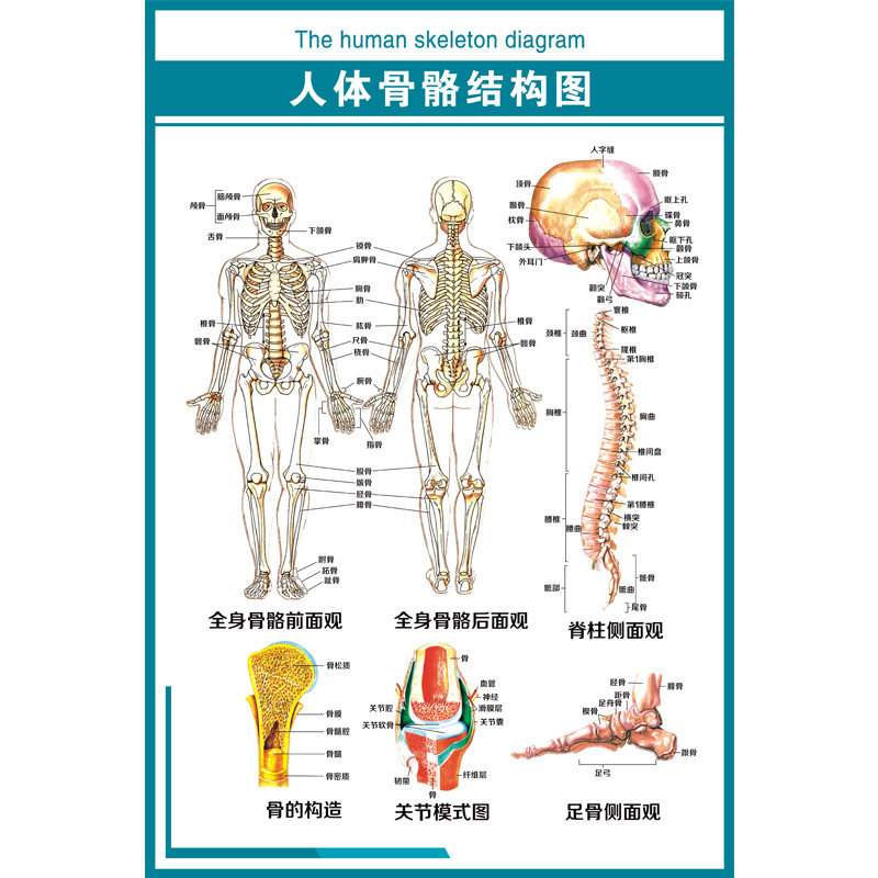 医院医学骨科挂图 人体骨骼结构图 pvc高清写真定做海报宣传画